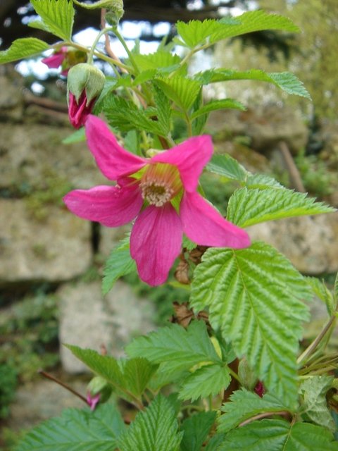 Rubus spectabilis P14